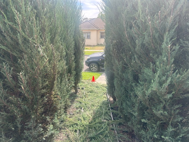 Pruning 