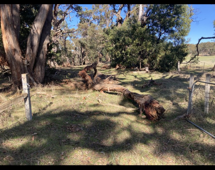 Chainsaw Work - Clearing fallen tree branches 