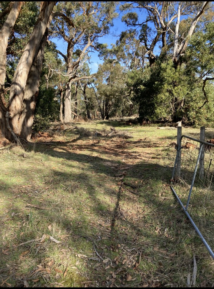 Chainsaw work - Clearing fallen tree branches 